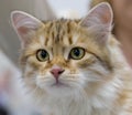 Siberian cat Royalty Free Stock Photo