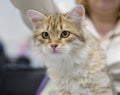 Siberian cat Royalty Free Stock Photo