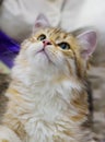 Siberian cat Royalty Free Stock Photo