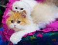 Siberian cat Royalty Free Stock Photo