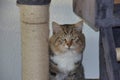 Siberian cat, the cat looks straight into the eyes, beautiful cat, scratch tree