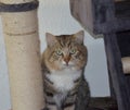 Siberian cat, the cat looks straight into the eyes, beautiful cat, scratch tree