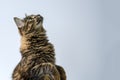 The Siberian brown cat looks up, paws folded, and waits to be fed. pet
