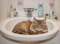 cat lying in a bathtub in a bathroom