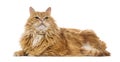 Siberian cat lying down and looking up on white background Royalty Free Stock Photo