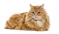 Siberian cat lying down on white background Royalty Free Stock Photo