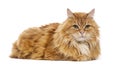 Siberian cat lying down on white background Royalty Free Stock Photo