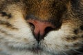 Siberian cat nose super closeup macro Royalty Free Stock Photo