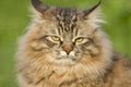 Siberian cat