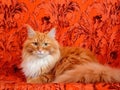 Siberian cat red orange camouflage Royalty Free Stock Photo