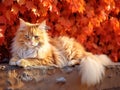 Siberian cat red orange camouflage Royalty Free Stock Photo