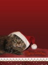 Siberian cat with saint nicholas cap, christmassy border, card d Royalty Free Stock Photo