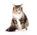 Siberian cat sitting in front and looking at camera. isolated Royalty Free Stock Photo