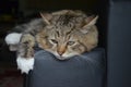 Siberian cat thought about life