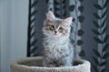 Siberian cat on top of his scratching post with a nice look. puppy cat Royalty Free Stock Photo