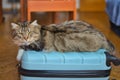 Siberian cat on top of a suitcase waiting for his next trip. Hypoallergenic cat. Royalty Free Stock Photo