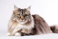 Siberian Cat On White Background. Generative AI