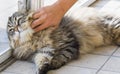 Cuddles for a lovely pet, siberian cat Royalty Free Stock Photo