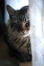 The siberian cat on the windowsill