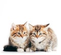 Siberian cats, two kittens from same litter isolated on white Royalty Free Stock Photo