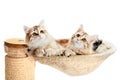 Siberian cats, two kitten from same litter lying in their den.