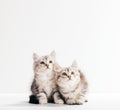 Siberian cats, two kittens from same litter isolated on white Royalty Free Stock Photo