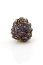 Siberian cedar cone, isolated