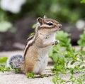 Siberian Chipmunk Royalty Free Stock Photo