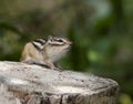 Siberian Chipmunk Royalty Free Stock Photo