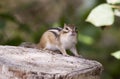 Siberian Chipmunk Royalty Free Stock Photo