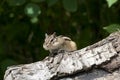 Siberian Chipmunk Royalty Free Stock Photo