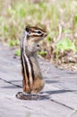 Siberian Chipmunk Royalty Free Stock Photo