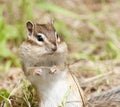 Siberian Chipmunk Royalty Free Stock Photo