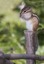 Siberian Chipmunk Royalty Free Stock Photo