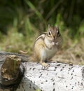 Siberian Chipmunk