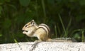 Siberian Chipmunk