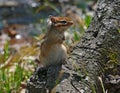 Siberian Chipmunk Royalty Free Stock Photo