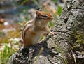 Siberian Chipmunk Royalty Free Stock Photo