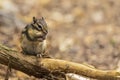 Siberian chipmunk or common chipmunk Eutamias sibiricus sitting on a branch Royalty Free Stock Photo