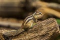 Siberian chipmunk or common chipmunk Eutamias sibiricus sitting on a branch Royalty Free Stock Photo