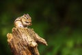 Siberian chipmunk or common chipmunk Eutamias sibiricus sitting on a branch Royalty Free Stock Photo