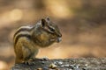 Siberian chipmunk or common chipmunk Eutamias sibiricus sitting Royalty Free Stock Photo