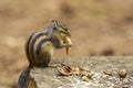 Siberian chipmunk or common chipmunk Eutamias sibiricus sitting Royalty Free Stock Photo