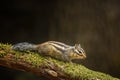 Siberian chipmunk or common chipmunk Eutamias sibiricus walking on a branch Royalty Free Stock Photo