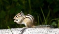 Siberian chipmunk eating on aspen log with grass in background