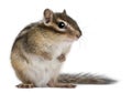 Siberian chipmunk, Euamias sibiricus Royalty Free Stock Photo