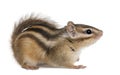 Siberian chipmunk, Euamias sibiricus Royalty Free Stock Photo