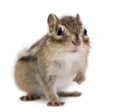 Siberian chipmunk, Euamias sibiricus, sitting