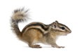 Siberian chipmunk, Euamias sibiricus, standing Royalty Free Stock Photo