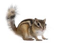 Siberian chipmunk, Euamias sibiricus, standing Royalty Free Stock Photo